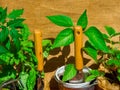 Gardening tools, seedling of tomatoes, bell pepper, microgreens, strawberry, basil in pots on wooden table. Spring garden