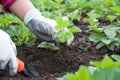 Gardening tools Royalty Free Stock Photo