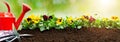 Gardening tools on soil background. Planting spring pansy flower in garden. Spring garden work concept Royalty Free Stock Photo