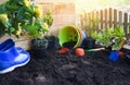 Gardening tools on soil background ready to planting flowers and small plant in the spring garden works concept gardening Royalty Free Stock Photo