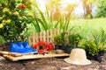 Gardening tools on soil background ready to planting flowers and small plant in the spring garden works concept gardening flower Royalty Free Stock Photo