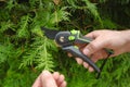Gardening Tools.Spring gardening. Garden shears in male hands close-up cutting a hedge.Plant pruning.Gardening and plant
