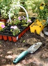 Gardening tools and spring plants Royalty Free Stock Photo