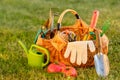 Gardening tools in basket and watering can on grass. Freshly harvested tomatoes, organic food concept. Royalty Free Stock Photo