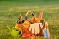 Gardening tools in basket and watering can on grass. Freshly harvested tomatoes, organic food concept. Royalty Free Stock Photo