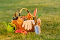 Gardening tools in basket and watering can on grass. Freshly harvested tomatoes, organic food concept. Royalty Free Stock Photo