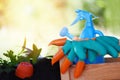 Gardening tools on wooden box with equipment garden gloves rubber watering can , pot for planting plant and tree on soil at back Royalty Free Stock Photo