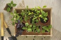 Gardening tools and wooden crate with young seedlings on floor