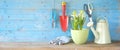 Gardening tools and young hyacinth flower.
