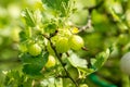 Gardening topic: bush ripe green gooseberries