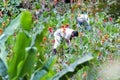 Gardening in the tropics