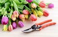 Gardening tulips and garden shear