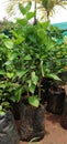 Gardening view of hibiscus plant