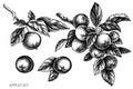 Gardening vintage vector illustrations collection. Black and white apples.