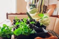 Gardening vlog. Gardener takes video and photo of growing bigleaf hydrangeas at home using smartphone