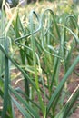 Gardening: winter garlic in the stage of budding, flowering. Stems of winter garlic, twisted in a spiral, close-up