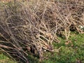 Gardening in winter green waste tree branches