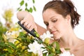 Gardening - woman cutting flower with shears Royalty Free Stock Photo