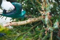 Gardening work in autumn and winter. Teenager is sawing old Christmas tree with electric saw and cutting branches Royalty Free Stock Photo