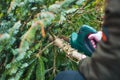 Gardening work in autumn and winter. Teenager is sawing old Christmas tree with electric saw and cutting branches Royalty Free Stock Photo