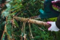 Gardening work in autumn and winter. Teenager is sawing old Christmas tree with electric saw and cutting branches Royalty Free Stock Photo