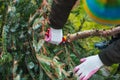 Gardening work in autumn and winter. Teenager is sawing old Christmas tree with electric saw and cutting branches Royalty Free Stock Photo