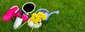Gardening. work in the garden. tools, watering can and flower in a pot on a background of green leaves. Copy space Royalty Free Stock Photo