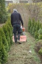 Gardening work in a nursery