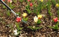 Gardening work in a nursery