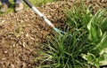 Gardening work in a nursery