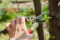 Gardening work on pruning plants.