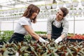 Gardening. Young smiling people florists working and arranging pots with flowers in the garden centre Royalty Free Stock Photo