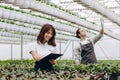 Gardening. Young smiling people florists working in the greenhouse Royalty Free Stock Photo