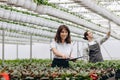 Gardening. Young smiling people florists working in the greenhouse Royalty Free Stock Photo