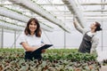 Gardening. Young smiling people florists working in the greenhouse Royalty Free Stock Photo