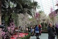 Gardens by the Bay - Flower Dome - Japanese Cherry blossom theme - Singapore tourism