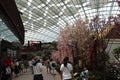 Gardens by the Bay - Japanese Cherry blossom theme - Singapore tourism