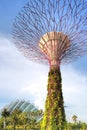 Gardens by the Bay, Singapore Royalty Free Stock Photo