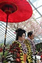 Gardens by the Bay - Singapore tourism - Cherry blossom festival - Nature travel