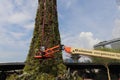 Gardens by the Bay - Supertrees cleaning work - Singapore tourism - Nature travel Royalty Free Stock Photo