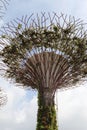 Gardens by the Bay - Supertrees - Singapore tourism - Nature travel Royalty Free Stock Photo