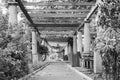 Black and white shot of the beautiful outdoor architecture in Cape Town Gardens.