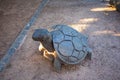 Wooden tortoise sculpture standing in Cape Town Gardens.