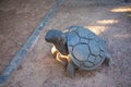 Wooden tortoise sculpture standing in Cape Town Gardens.