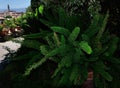 Gardens of Florence with Palazzo Vecchio tower view in Florence, Tuscany Italy Royalty Free Stock Photo