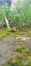 gardens green grass close up