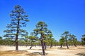 GARDENS OF THE IMPERIAL PALACE, TOKYO, Japan Royalty Free Stock Photo