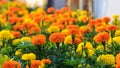 Gardens of lantana camara flowers.