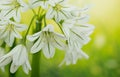 Three Cornered Leek, Snowbell, Allium triquetrum