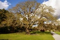 Gardens Muckross Killarney National Park, Ireland Royalty Free Stock Photo